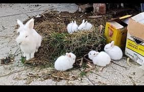 English Angora Bunny 03334634173