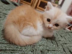 Persian