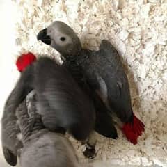 African grey parrot chicks for sale=343=0822=838/