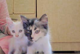 Persian cats
