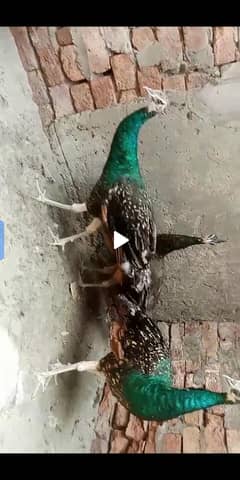 peacock male and female black and blue shoulder
