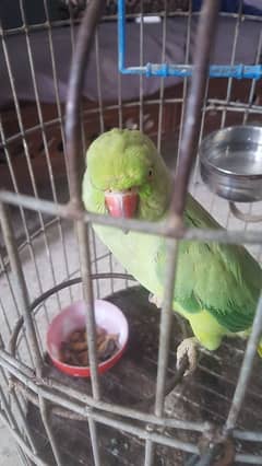 parrot