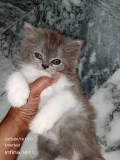 Persian kitten