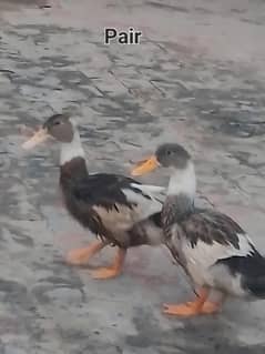 Ducks for sale