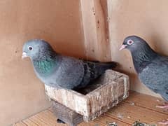 Nella pair for sale