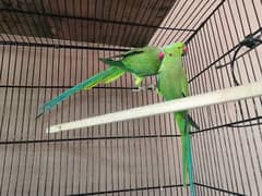 Parrot pairs available