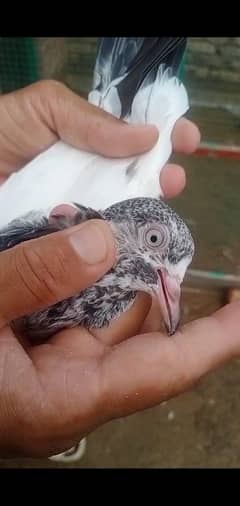 teddy baby pigeon