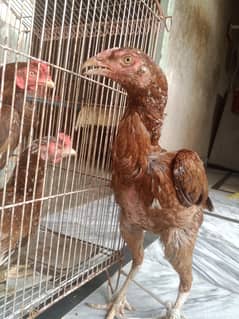 Aseel murgiyan in reasonable price