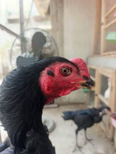 Jett black pair Thai plus pakoya