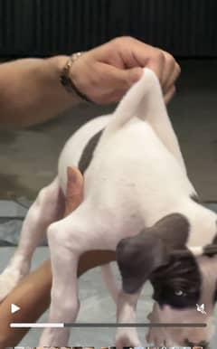 Bully puppy for sale