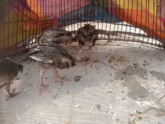 5 aseel Chicks