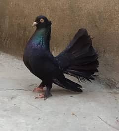 Jet Black Breeder Fantail Male