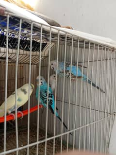 Budgies