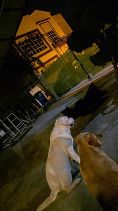 lab