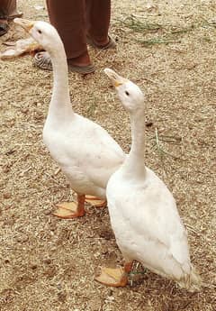 duck for sale