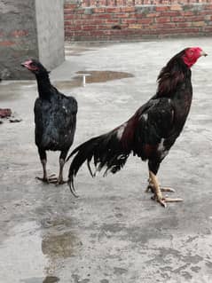 Pure mianwali Aseel pairs and chicks available for sale. .