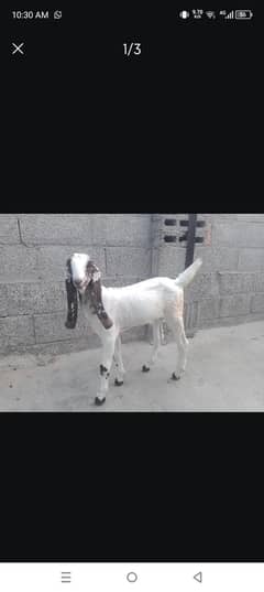 mashallah Desi bakra