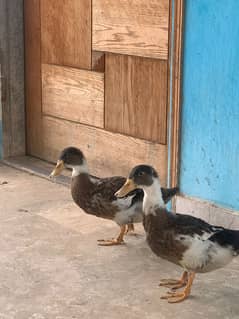 pair of duck available urgent sell