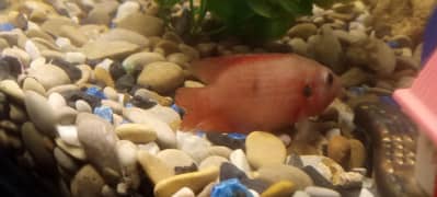 red jewel fish healthy active