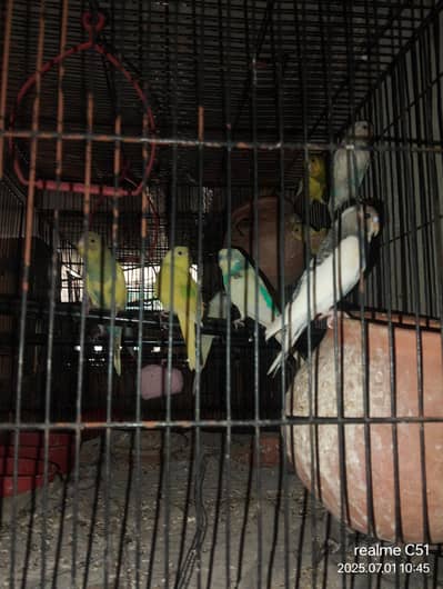 All parrot sell with out cage