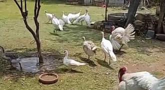 Turkey