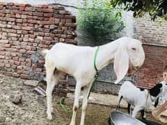 Rajan pori Nasul 3month ke bani hoi bohat hee pyari location Dinga