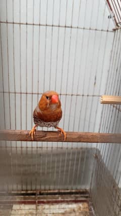 orange finch pair with cage