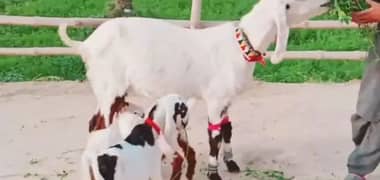 rajanpori bakrri 3 bacho ke sath for sale