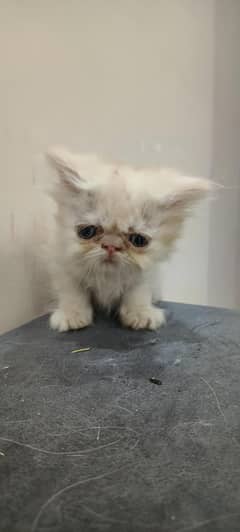 Peki facedi triple coated kitten pair