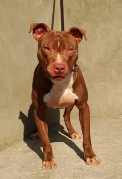 APBT Dog