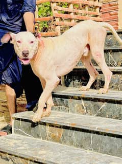 Bully gultair dog 13 months ka