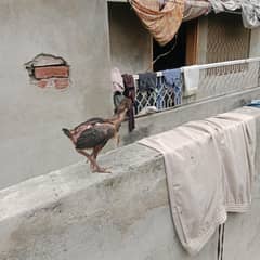 aseel chick/chuze.
