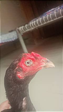 Mianwali muskhi bloodline aseel madi