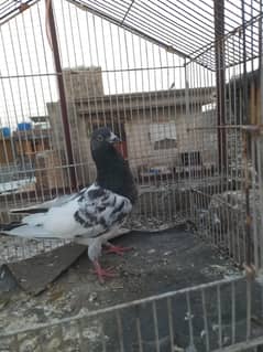 High fly pigeon at cheap price 500 fix per