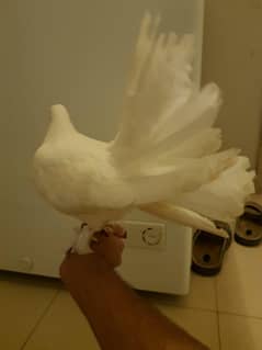hand tame pegion for sale lakha urgent