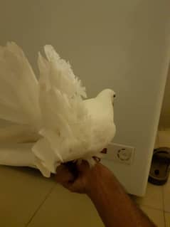 hand