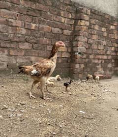 Aseel 2 Madiya ak shamo crass chuzza Pakistani 4 chicks