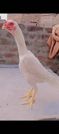white oh shamo female king size