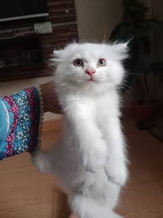 2 months old male persian kitten