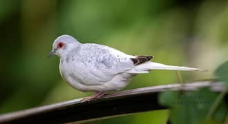 Dove doves Breeder pair available