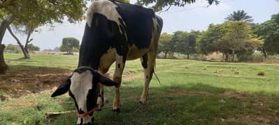 Cow for Sell