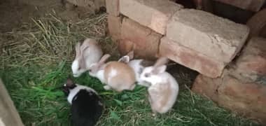 Rabbit babies Age 2 Month