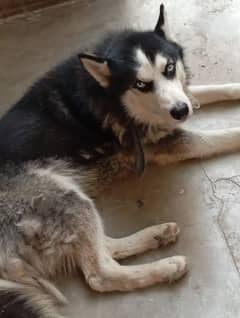 blue eyed beautiful siberian husky pair