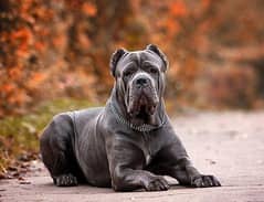 Cane Corso Puppy Available Now