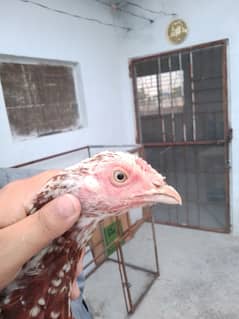 cheeni aseel madi
