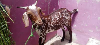 4 month ka ha 2026 ki qurbani k Liye siryas rabta kren