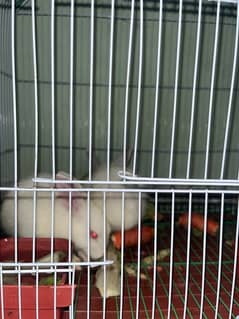 white rabbits red eyes pairs