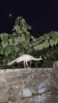White pee cock