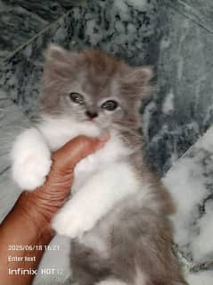 Persian kitten
