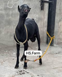 teda breeder male 2 dant for sale
